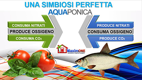 Sono tecniche moderne, sicure pulite ed efficienti. La chiave del successo dell'acquaponica è data dalla perfetta gestione e dal fatto che è inseribile ovunque: nelle zone fredde, nei deserti, è particolarmente adatta per le aree urbane dismesse come parte integrante alle smart city.